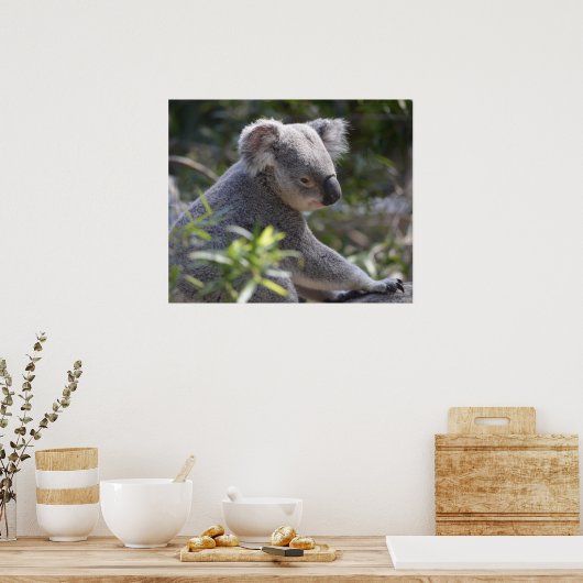 Koala im Zoo Australien Poster (Küche)