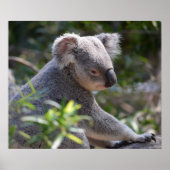 Koala im Zoo Australien Poster (Vorne)