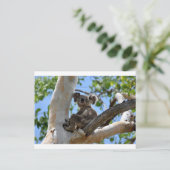 KOALA IN BÄUME - LÄNDLICHE QUEENSLAND AUSTRALIEN POSTKARTE (Stehend Vorderseite)