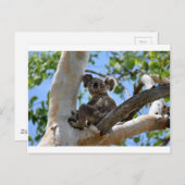 KOALA IN BÄUME - LÄNDLICHE QUEENSLAND AUSTRALIEN POSTKARTE (Vorne/Hinten)