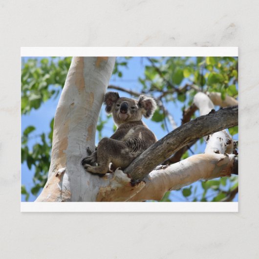 KOALA IN BÄUME - LÄNDLICHE QUEENSLAND AUSTRALIEN POSTKARTE (Vorderseite)