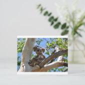 KOALA IN BÄUME QUEENSLAND AUSTRALIEN POSTKARTE (Stehend Vorderseite)