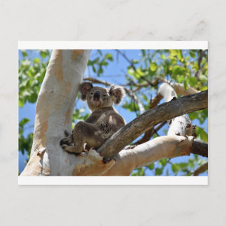KOALA IN BÄUME QUEENSLAND AUSTRALIEN POSTKARTE