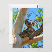 KOALA IN BÄUME QUEENSLAND AUSTRALIEN POSTKARTE (Vorne/Hinten)