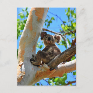 KOALA IN BÄUME QUEENSLAND AUSTRALIEN POSTKARTE