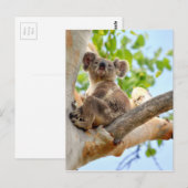 KOALA IN BÄUME QUEENSLAND AUSTRALIEN POSTKARTE (Vorne/Hinten)