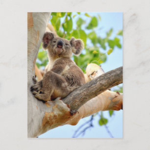 KOALA IN BÄUME QUEENSLAND AUSTRALIEN POSTKARTE