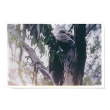 Koala in einem Baum