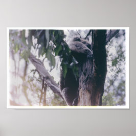Koala in einem Baum Poster