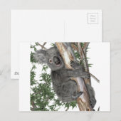 Koala in einem Baum Postkarte (Vorne/Hinten)