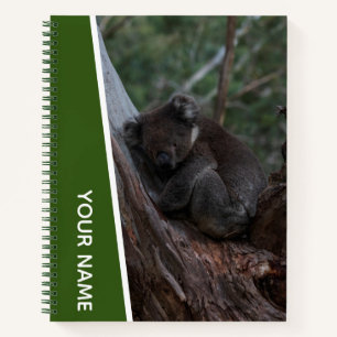 Koala in einem Baumaustralien, grünes Foto Notizblock
