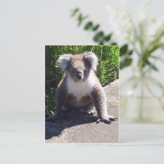 Koala in freier Wildbahn Postkarte (Stehend Vorderseite)