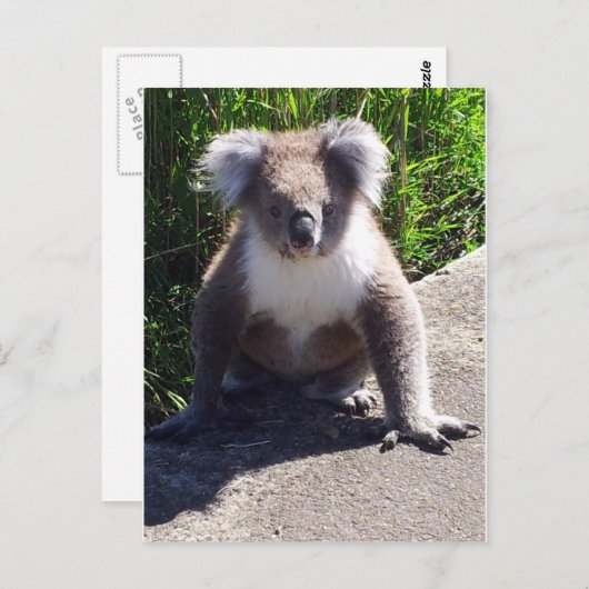 Koala in freier Wildbahn Postkarte (Vorne/Hinten)