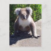 Koala in freier Wildbahn Postkarte (Vorderseite)