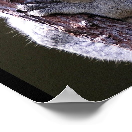 Koala in Tree Poster (Ecke)