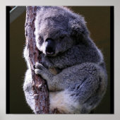 Koala in Tree Poster (Vorne)