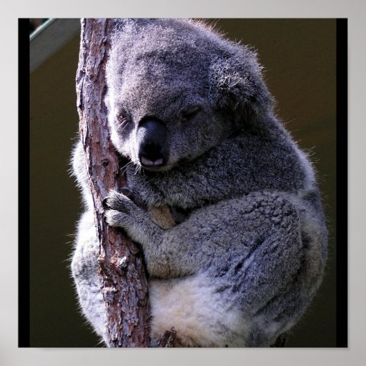 Koala in Tree Poster (Vorne)