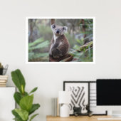 Koala in Tree Poster (Heimbüro)