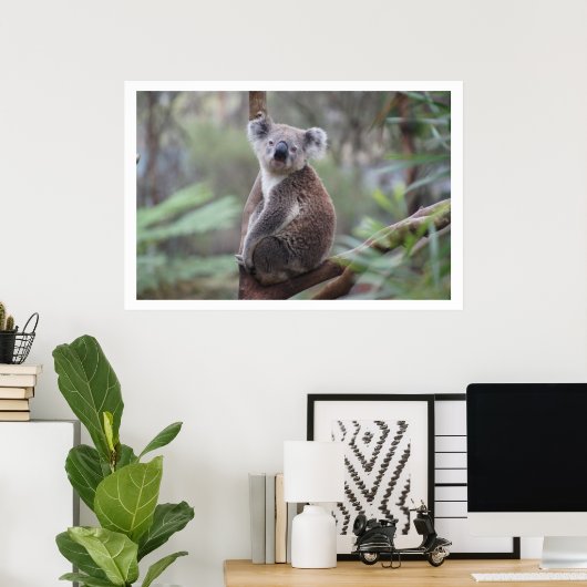 Koala in Tree Poster (Heimbüro)