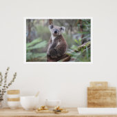 Koala in Tree Poster (Küche)