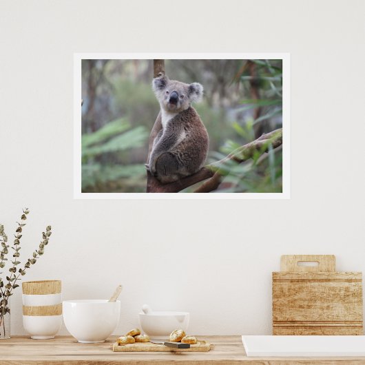 Koala in Tree Poster (Küche)