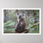 Koala in Tree Poster (Vorne)