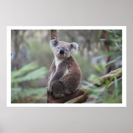 Koala in Tree Poster (Vorne)