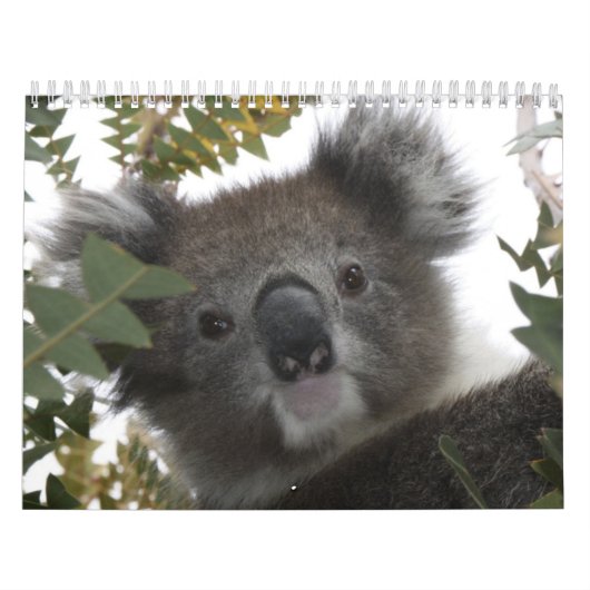 Koala Kalender (Titelbild)