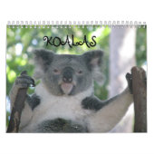 Koala Kalender (Titelbild)