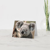 Koala Karte (Vorderseite)