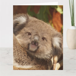 Koala Karte