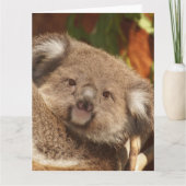 Koala Karte (Vorderseite)
