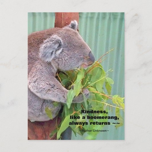 Koala Kindness Quote Postcard Postkarte (Vorderseite)