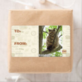 Koala Kitteh (Insitu)