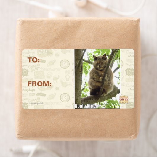 Koala Kitteh (Insitu)