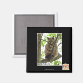 Koala Kitteh Magnet (Vorderseite/Rückseite)