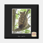 Koala Kitteh Magnet (Vorne)