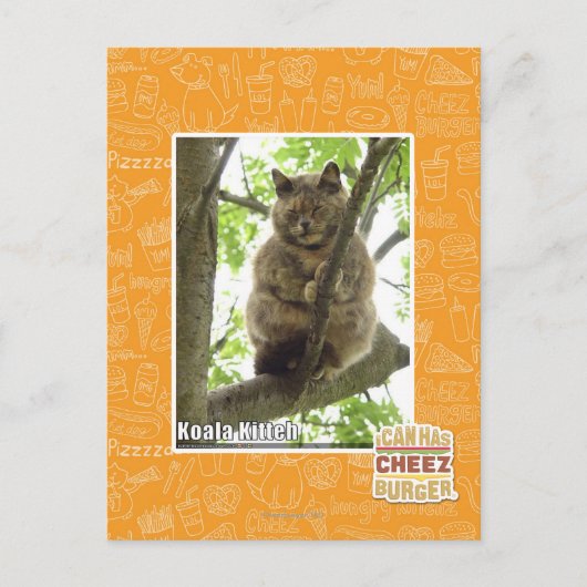 Koala Kitteh Postkarte (Vorderseite)