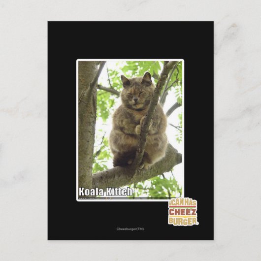 Koala Kitteh Postkarte (Vorderseite)