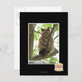 Koala Kitteh Postkarte (Vorne/Hinten)