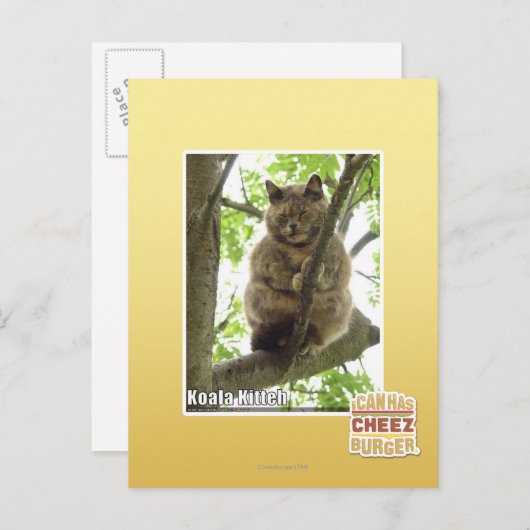 Koala Kitteh Postkarte (Vorne/Hinten)