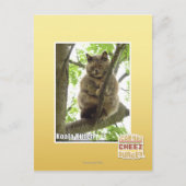 Koala Kitteh Postkarte (Vorderseite)