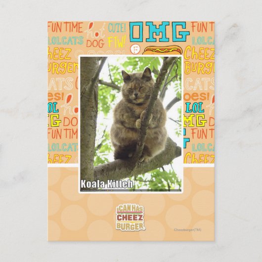 Koala Kitteh Postkarte (Vorderseite)