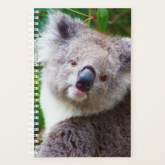 Koala Kleine weiche Abdeckung, weiße Spirale Planer (Vorderseite)