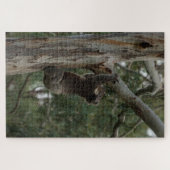 Koala Kletterbaum Australien, 1014 Stück Puzzle (Horizontal)