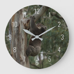 Koala Klettern in einem Baum Australien Große Uhr