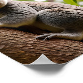 Koala Klettern Poster (Ecke)