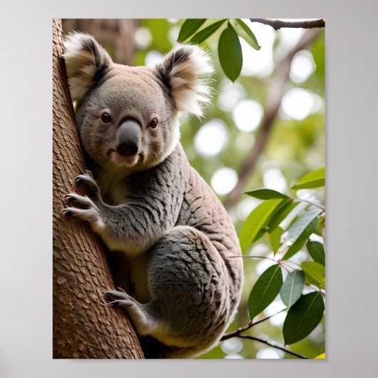 Koala Klettern Poster (Vorne)
