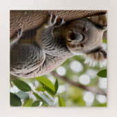 Koala Klettern Puzzle (Horizontal)