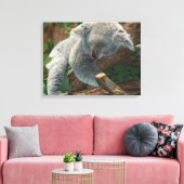 Koala Leinwanddruck (Insitu (Wohnzimmer))